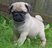 pug puppies for free adoption