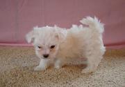 Male/female maltese puppies for sale