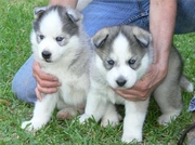 companion siberian husky puppies for sale  in Aberdeen