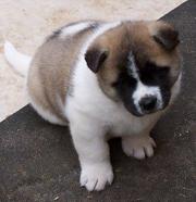 Akita Puppies For A Pet Loving Family.