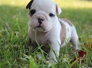 Wrinkled And Spoiled, (Red/Fawn And White) Little English Bulldog Pups.
